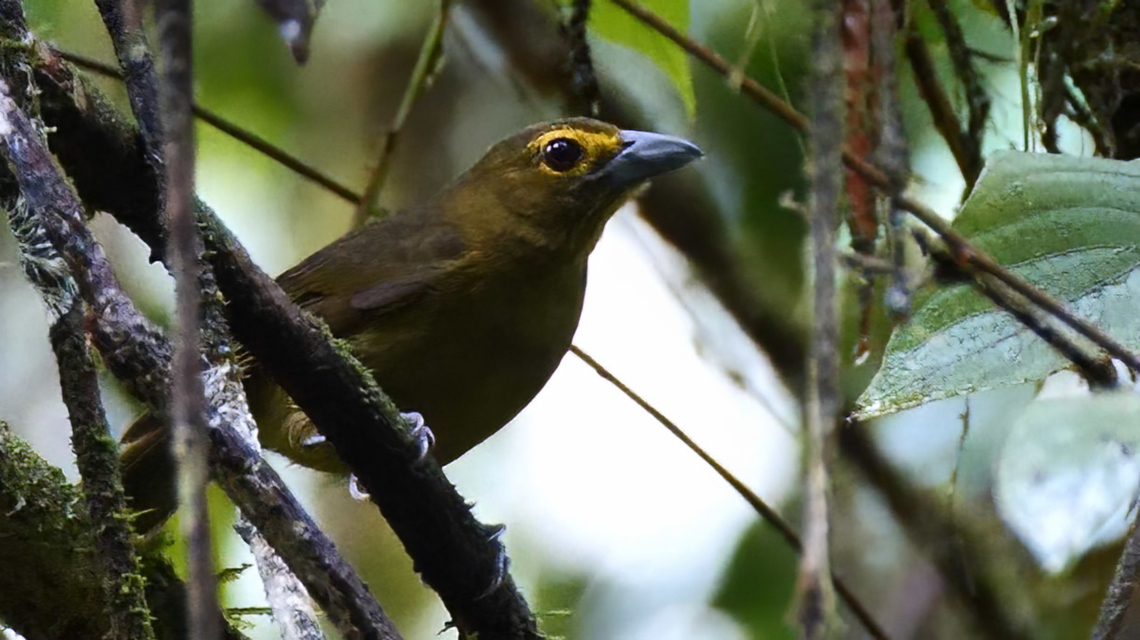Lemon-spectacled Tanager Lemon-spectacled Tanager (Chlorothraupis olivacea) at San Cipriano, Colombia. Chlorothraupis olivacea,Colombia,Geotagged,Lemon-spectacled tanager