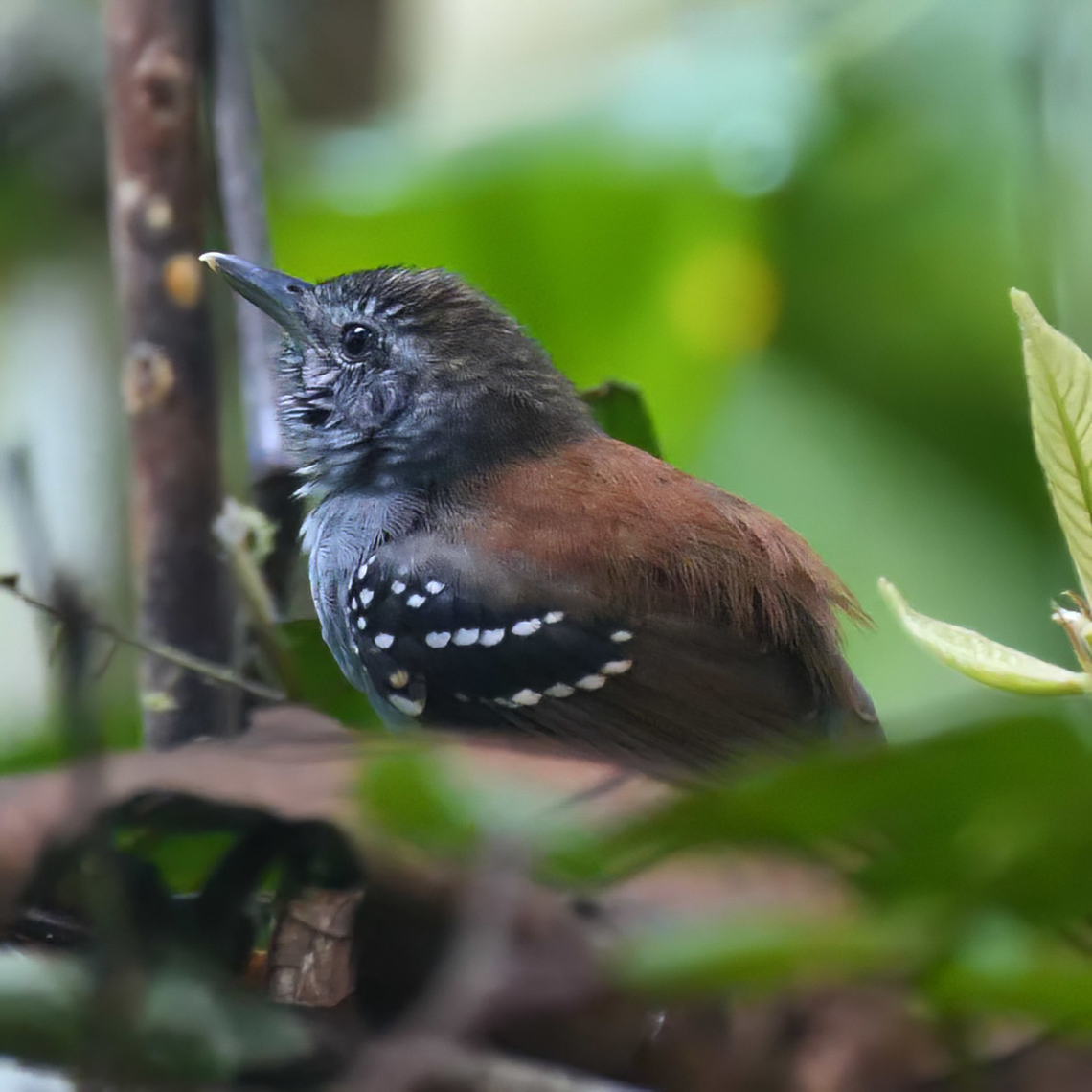 Rufous-backed Stipplethroat #99<br />
<br />
A really great antbird at Reserva Natural Palmari, Brazil. Brazil,Epinecrophylla haematonota,Geotagged,Stipple-throated antwren