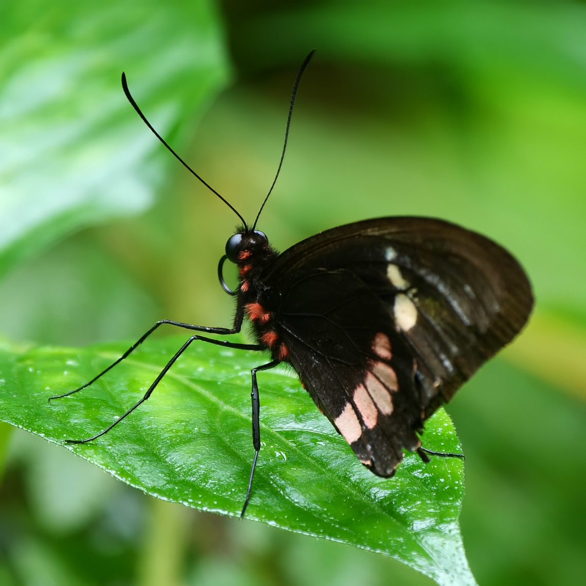 Variable Cattleheart Variable Cattleheart (Parides erithalion) at Tapir Valley. Costa Rica,Geotagged,Parides erithalion,Variable cattleheart