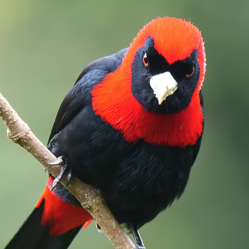 Crimson-collared Tanager Love these tanagers, but they&#039;re a bit more skittish than the others. Costa Rica,Crimson-collared tanager,Geotagged,Ramphocelus sanguinolentus