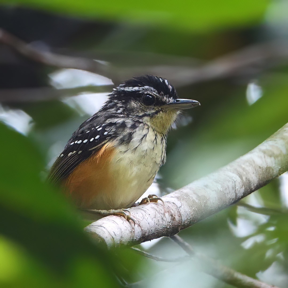 Imeri Warbling-Antbird The Imeri Warbling-Antbird is very similar to the Peruvian Warbling-Antbird, but I found this one much more difficult to photograph. Colombia,Geotagged,Hypocnemis flavescens,Imeri warbling antbird