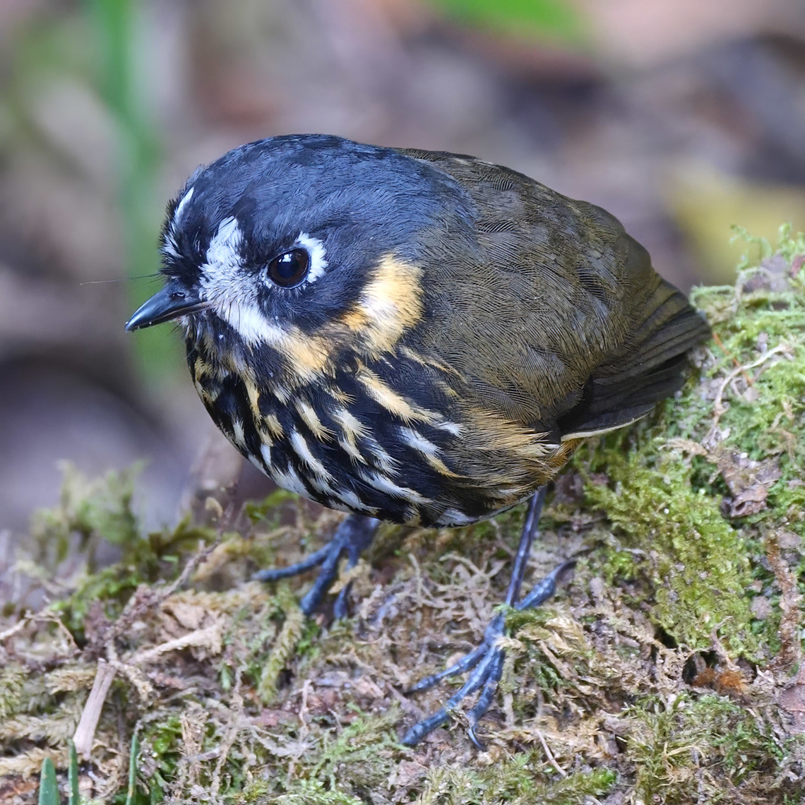 Crescent-faced Antpitta Crescent-faced Antpitta (Grallaricula lineifrons) at Hacienda el Bosque, Colombia. Colombia,Crescent-faced antpitta,Geotagged,Grallaricula lineifrons