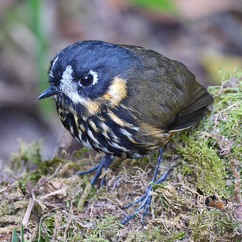 Crescent-faced Antpitta Crescent-faced Antpitta (Grallaricula lineifrons) at Hacienda el Bosque, Colombia. Colombia,Crescent-faced antpitta,Geotagged,Grallaricula lineifrons
