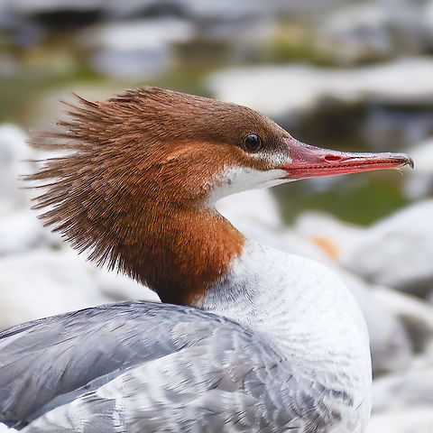 Female Common Merganser Female Common Merganser Common merganser,Geotagged,Mergus merganser,United States