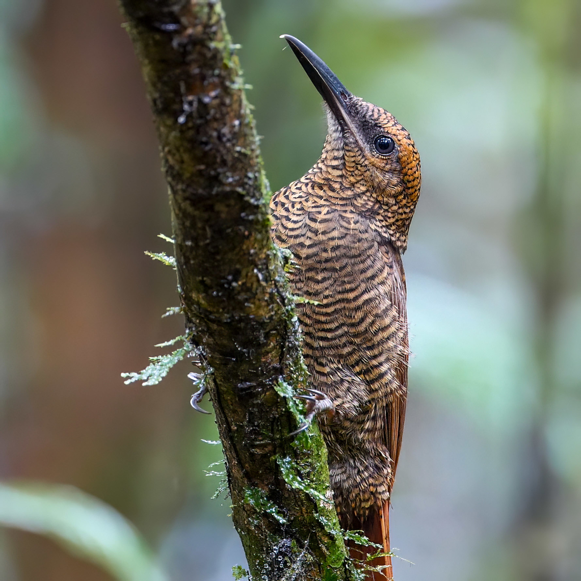 Northern Barred Woodcreeper These birds do love their antswarms. Costa Rica,Dendrocolaptes sanctithomae,Geotagged,Northern barred woodcreeper