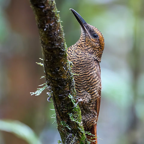 Northern Barred Woodcreeper These birds do love their antswarms. Costa Rica,Dendrocolaptes sanctithomae,Geotagged,Northern barred woodcreeper