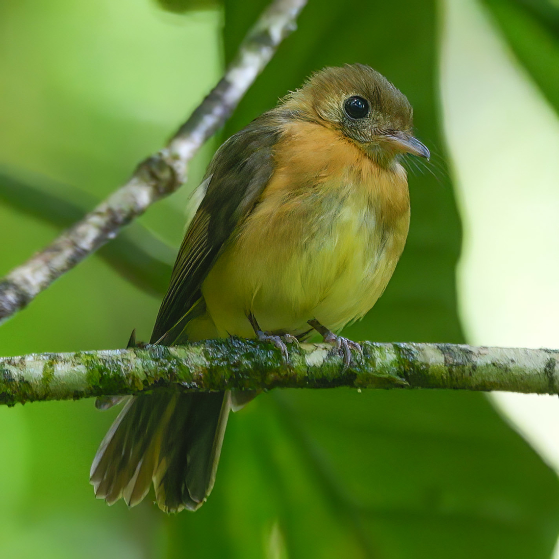 Sulphur-rumped Flycatcher (Myiobius sulphureipygius) Great little forest dwellers.  Costa Rica,Geotagged,Myiobius sulphureipygius,Sulphur-rumped myiobius