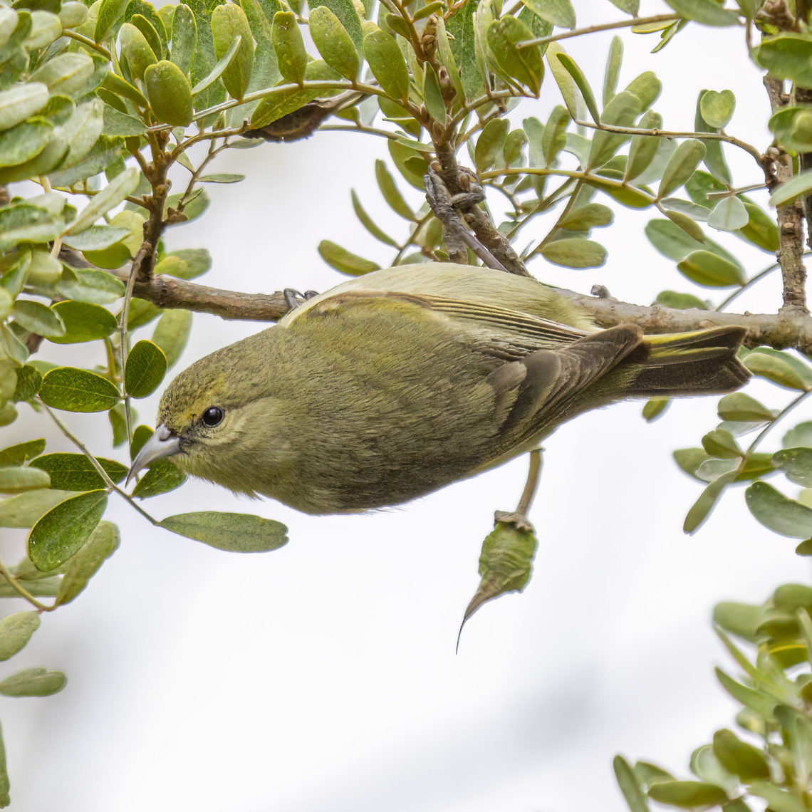 Hawaii Amakihi (Chlorodrepanis virens) Hawaii Amakihi (Chlorodrepanis virens) on the Big Island, Hawaii. Chlorodrepanis virens,Geotagged,Hawai'i ʻAmakihi,Hawaii,United States
