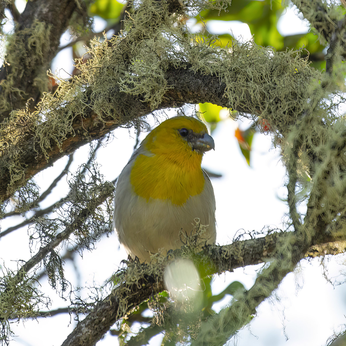 Palila There are fewer than 1,000 of these birds left on the Big Island of Hawaii. They eat only the seeds from  Māmane (Sophora chrysophylla) trees, and those have been lost through habitat destruction and climate change. Fall,Geotagged,Loxioides bailleui,Palila,United States