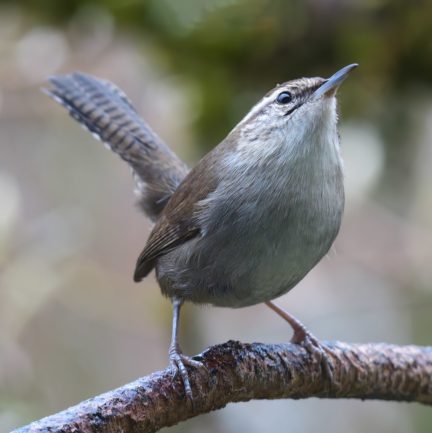 Bewick's Wren  Bewicks wren,Geotagged,Thryomanes bewickii,United States