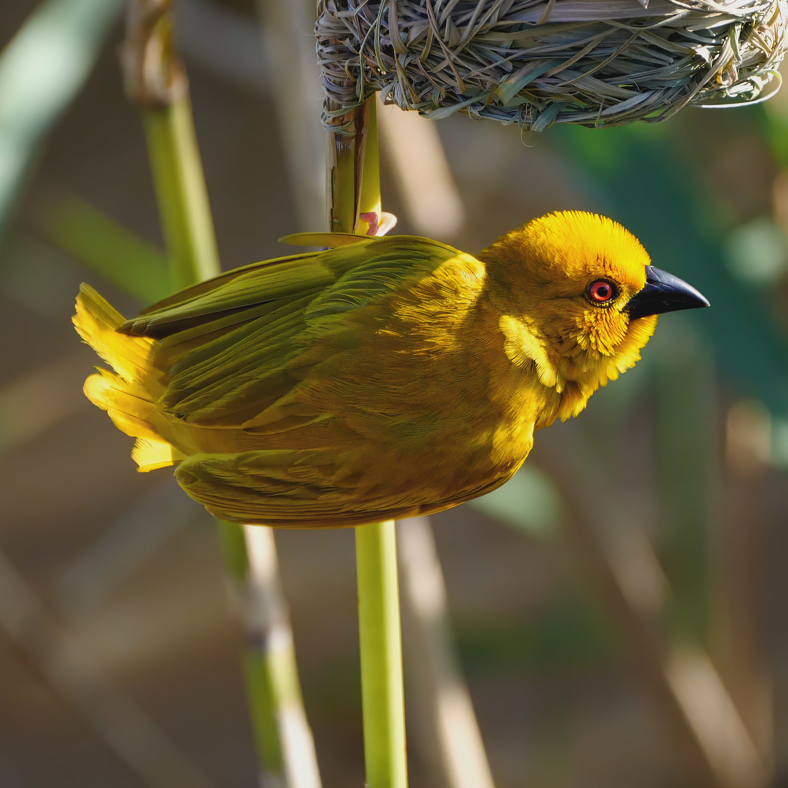 African Golden-Weaver African Golden-Weaver (Ploceus subaureus) at St Lucia, KZN, South Africa. Eastern golden weaver,Geotagged,Holubs golden weaver,Ploceus subaureus,Ploceus xanthops,South Africa