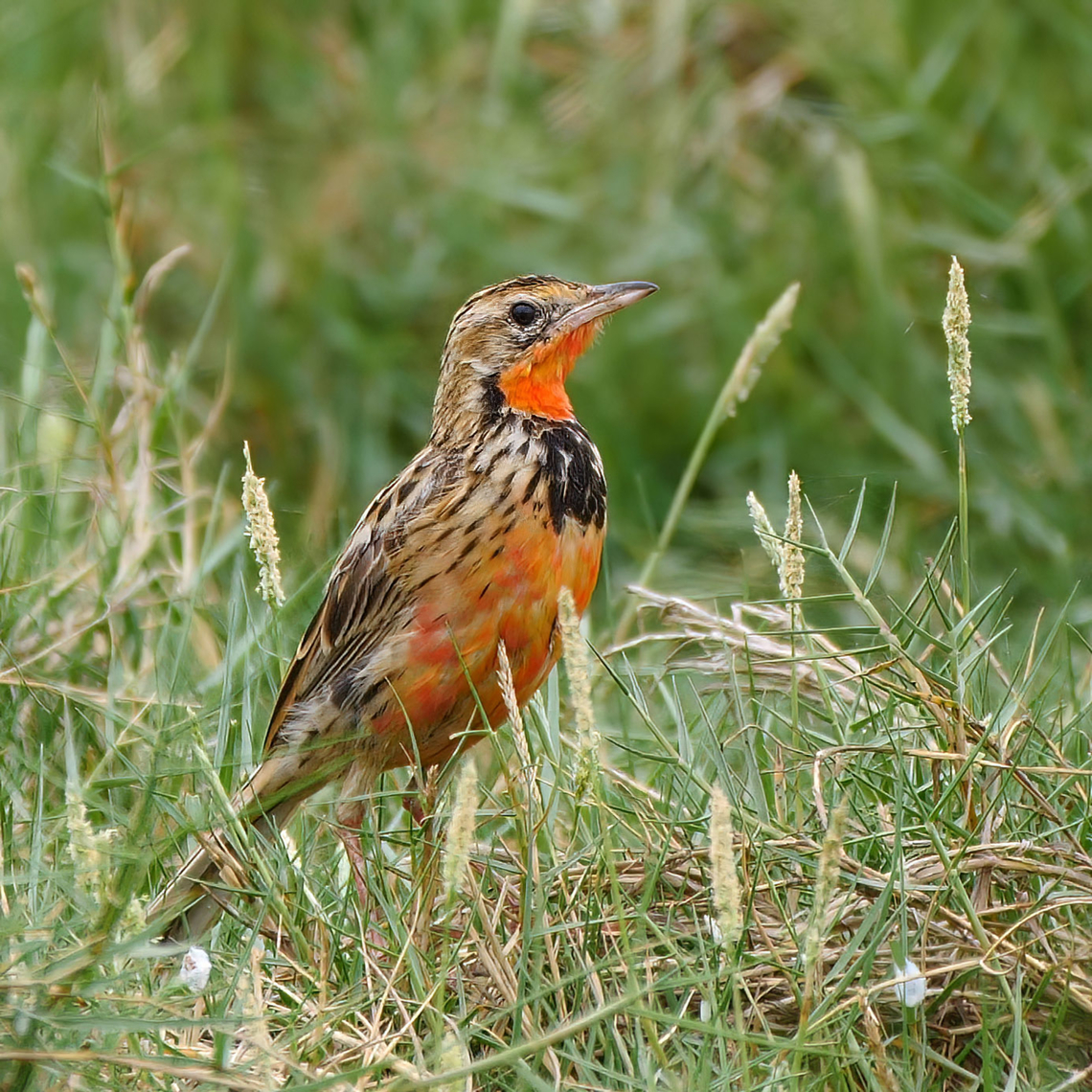 Rosy-throated Longclaw (Macronyx ameliae) Rosy-throated Longclaw (Macronyx ameliae) at the Nibela Floodplains at iSimangaliso Wetland Park, KZN, South Africa. Geotagged,Macronyx ameliae,Rosy-throated longclaw,South Africa