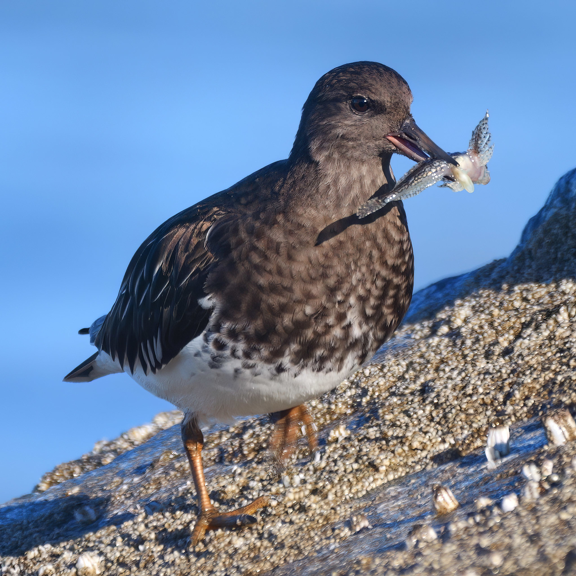 Black Turnstone This lovely Black Turnstone managed to capture a sculpin (I think) while foraging along the jetty. Arenaria melanocephala,Black turnstone,Geotagged,United States