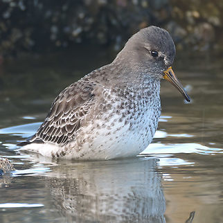 Rock Sandpiper - Calidris ptilocnemis This was a new bird for me this week. I've probably seen them before, but they take a bit of work to differentiate from Surfbirds. Calidris ptilocnemis,Geotagged,Rock sandpiper,United States