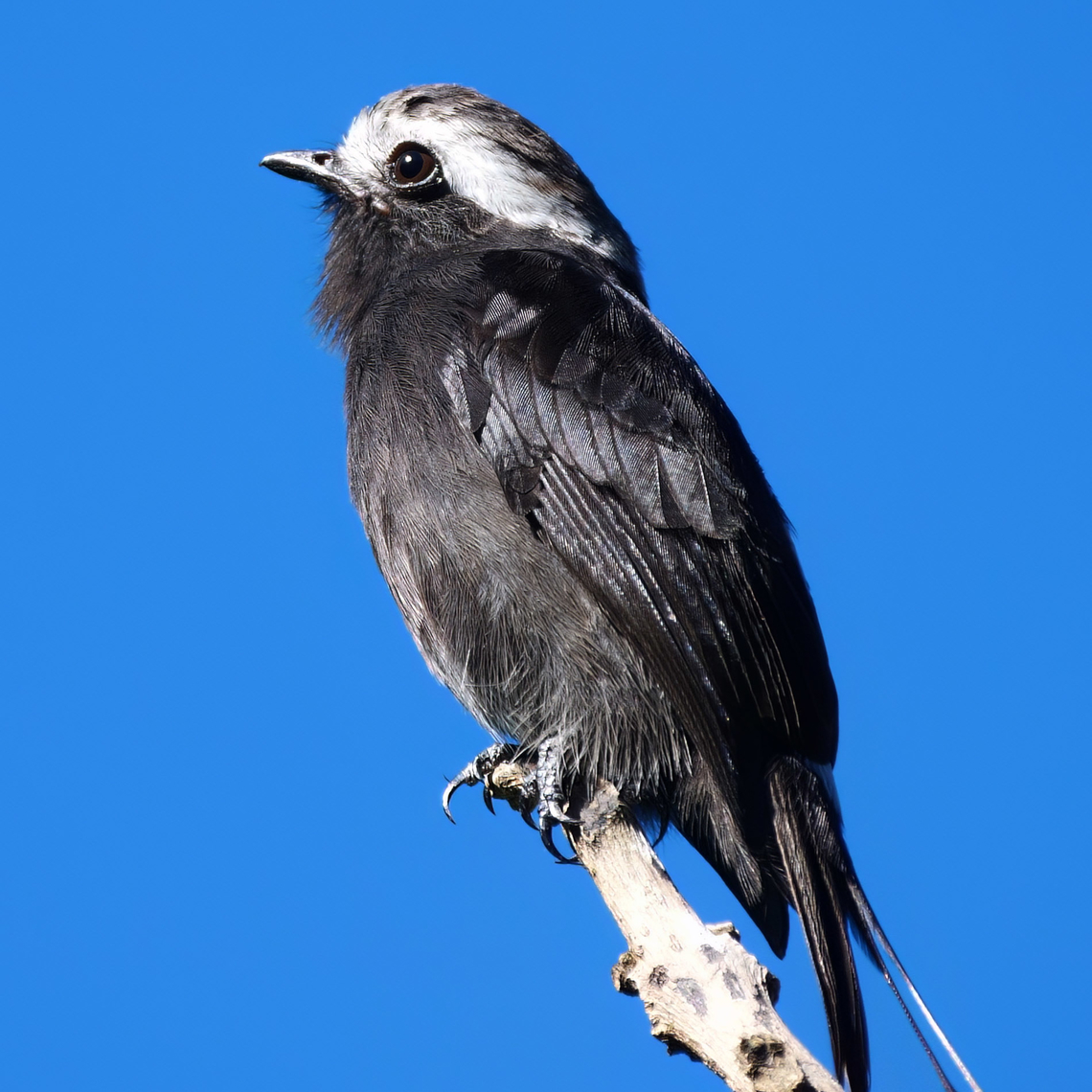 Long-tailed Tyrant Long-tailed Tyrant (Colonia colonus) at Tapir Valley, Costa Rica. Colonia colonus,Costa Rica,Geotagged,Long-tailed tyrant