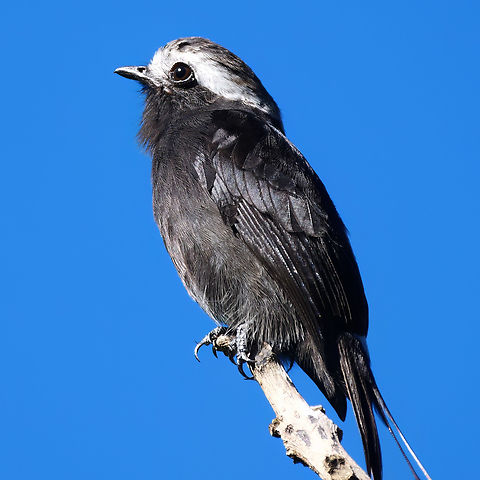 Long-tailed Tyrant Long-tailed Tyrant (Colonia colonus) at Tapir Valley, Costa Rica. Colonia colonus,Costa Rica,Geotagged,Long-tailed tyrant