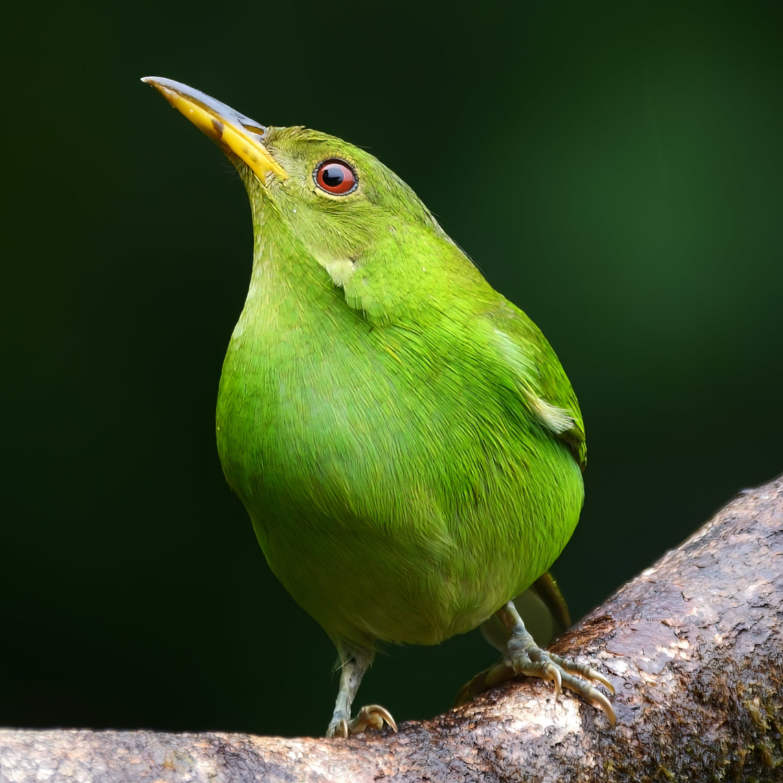 Female Green Honeycreeper Green Honeycreeper - Chlorophanes spiza Chlorophanes spiza,Costa Rica,Geotagged,Green Honeycreeper