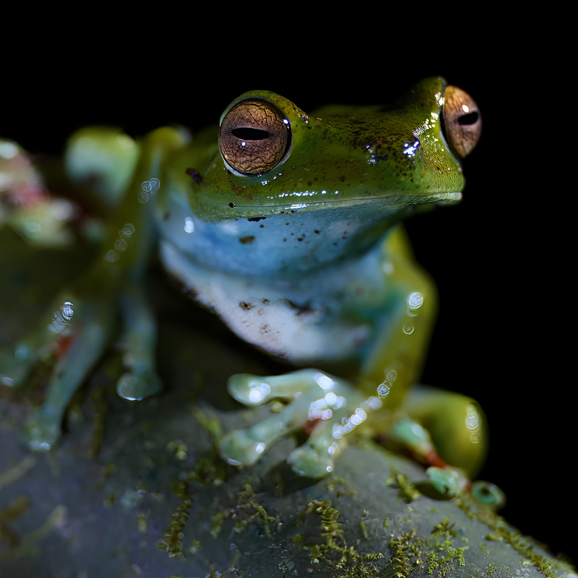 Canal Zone Tree Frog (Boana rufitela)  Boana rufitela,Canal Zone tree frog,Costa Rica,Geotagged