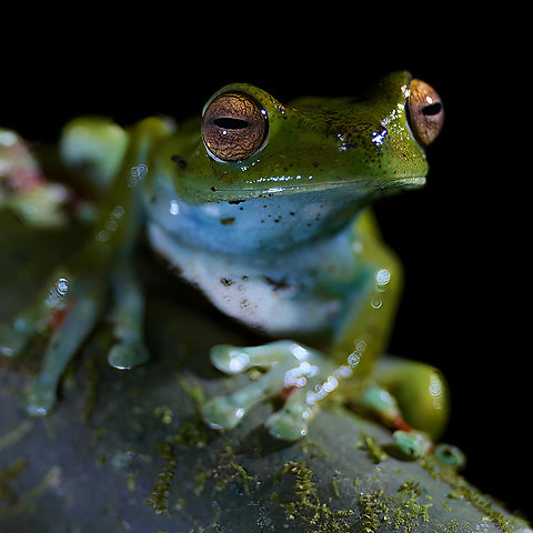 Canal Zone tree frog