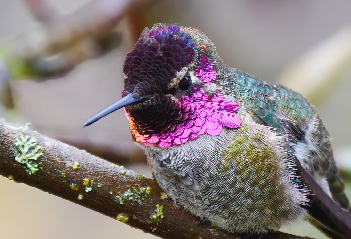 Anna's Hummingbird (Calypte anna) Male Anna&#039;s Hummingbird (Calypte anna) Annas hummingbird,Calypte anna,Geotagged,United States