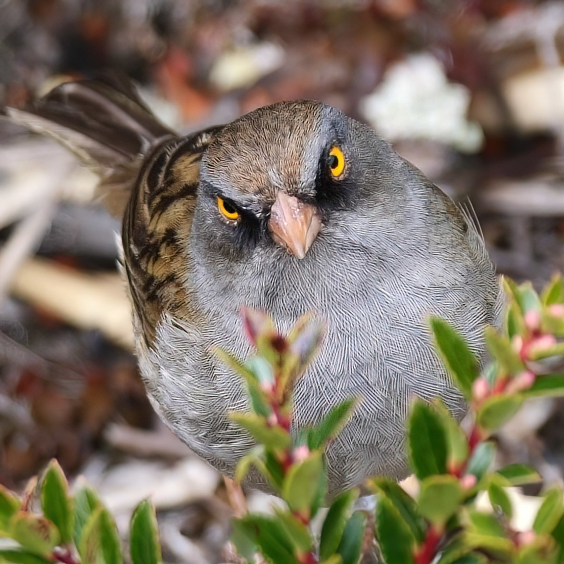 Volcano Junco Another fun high-elevation sparrow. Costa Rica,Geotagged,Junco vulcani,Volcano junco