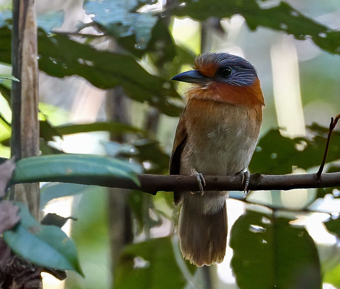 Rufous-necked Puffbird (Malacoptila rufa) Such a great bird, but a little tricky to photograph. They're much more shy and uncommon than some other puffbirds. Brazil,Geotagged,Malacoptila rufa,Rufous-necked puffbird