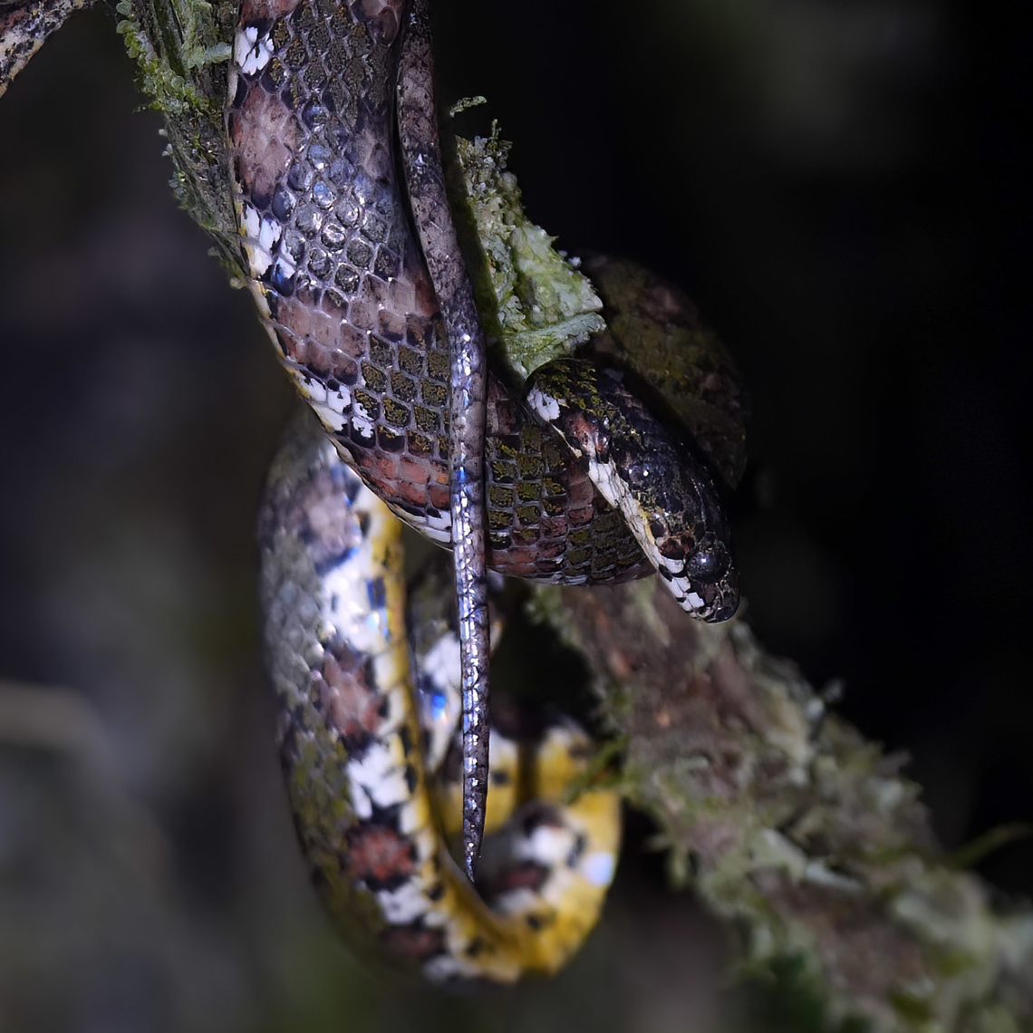 Stejneger's Snail Sucker (Sibon longifrenis) A really lovely Costa Rican snake. Costa Rica,Geotagged,Sibon longifrenis
