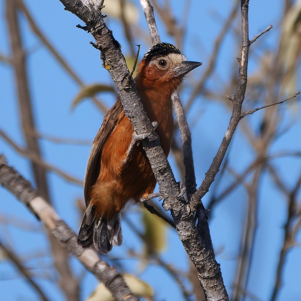 Chestnut Piculet (Picumnus cinnamomeus) A very cool, range-restricted woodpecker from La Guajira, Colombia. Chestnut piculet,Colombia,Geotagged,Picumnus cinnamomeus
