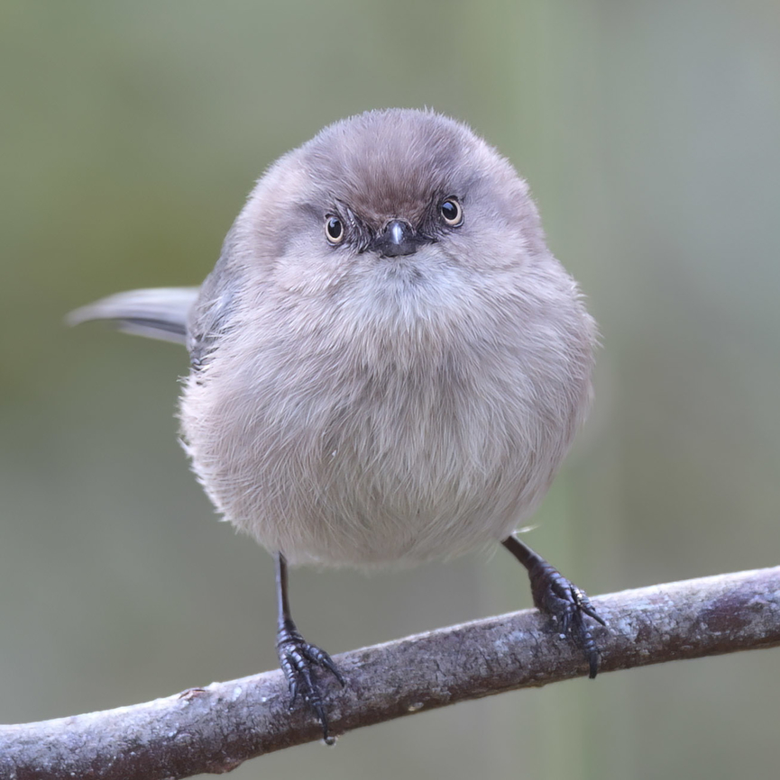 Bushtit looking fierce You can differentiate the males from the females by the eye color. Females have a pale eye. American bushtit,Geotagged,Psaltriparus minimus,United States