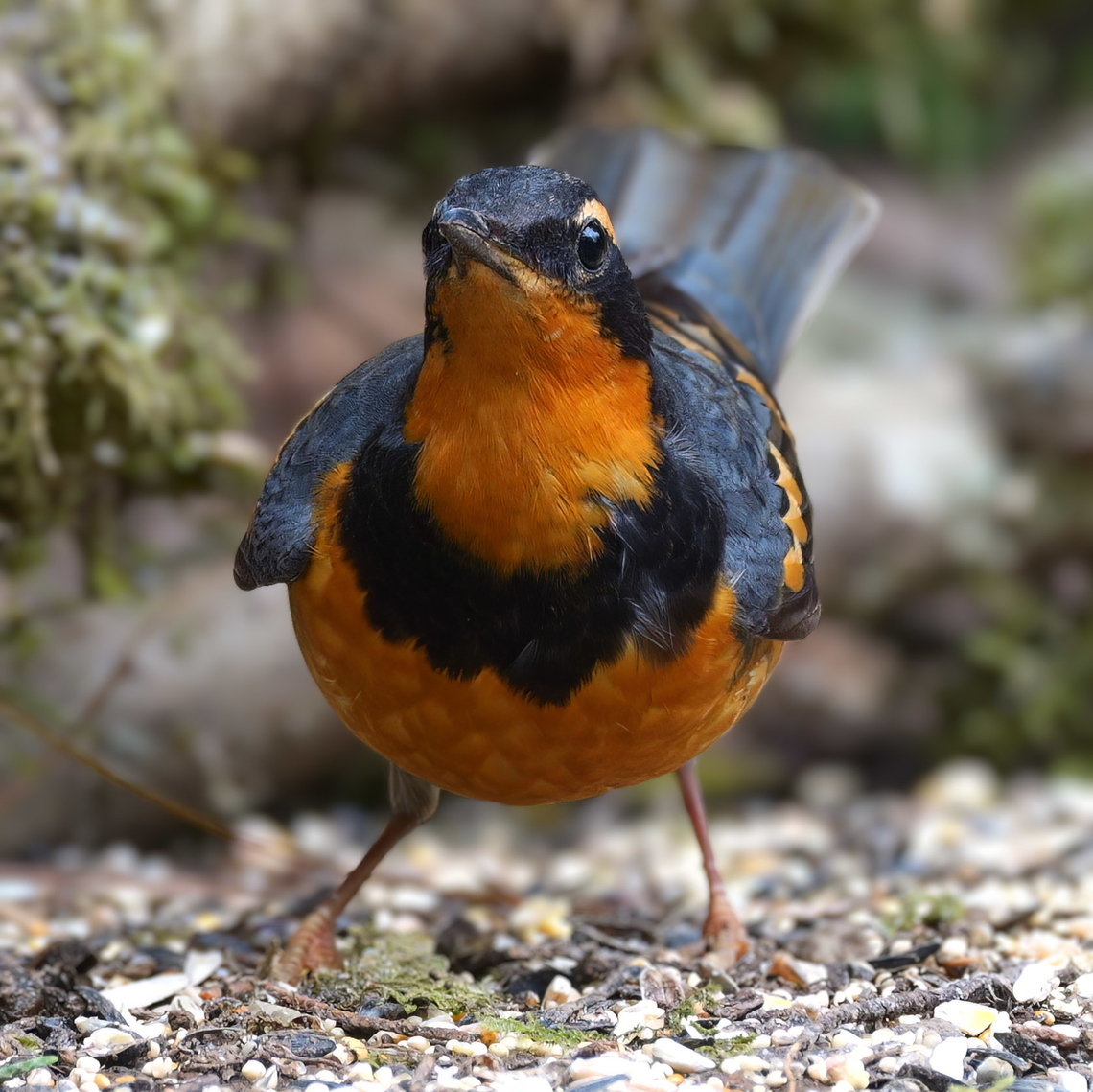 Male Varied Thrush In the winter, these birds move down from the mountains closer to sea level and they occasionally stop by the feeders. Geotagged,Ixoreus naevius,United States,Varied thrush