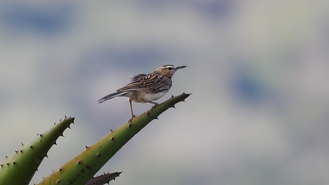 Short-clawed Lark (Certhilauda chuana) This bird has a very restricted range in South Africa, but it seems to do well here at the Mamabolo Plains near Polokwane. Certhilauda chuana,Geotagged,Short-clawed lark,South Africa