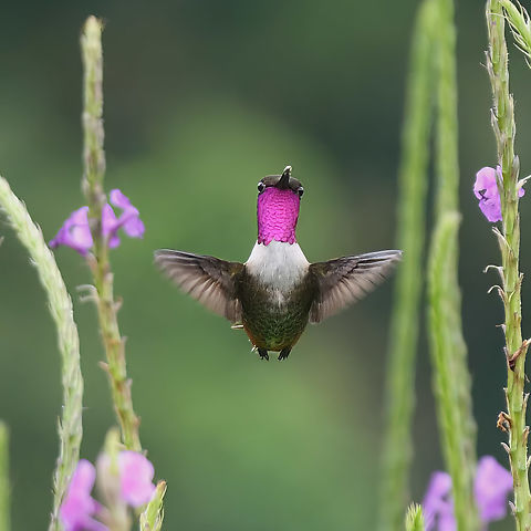 Magenta-throated Woodstar stare-down  Calliphlox bryantae,Costa Rica,Geotagged,Magenta-throated woodstar