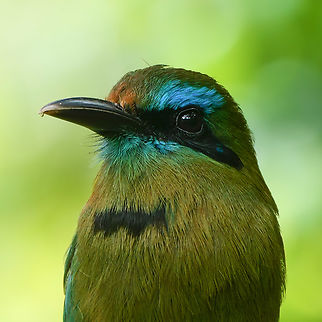 Keel-billed Motmot One of the more secretive motmots of Costa Rica. Costa Rica,Electron carinatum,Geotagged,Keel-billed motmot