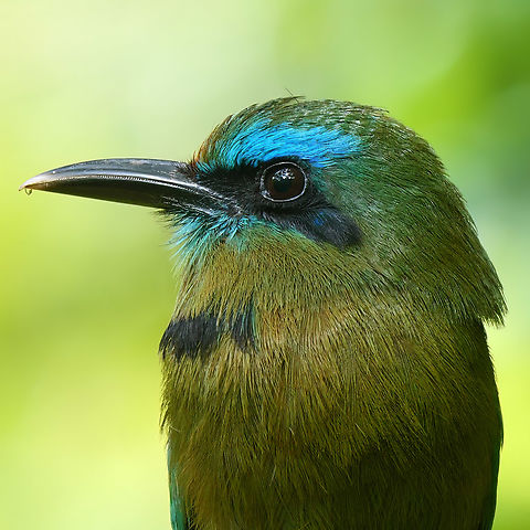 Keel-billed Motmot  Costa Rica,Electron carinatum,Geotagged,Keel-billed motmot