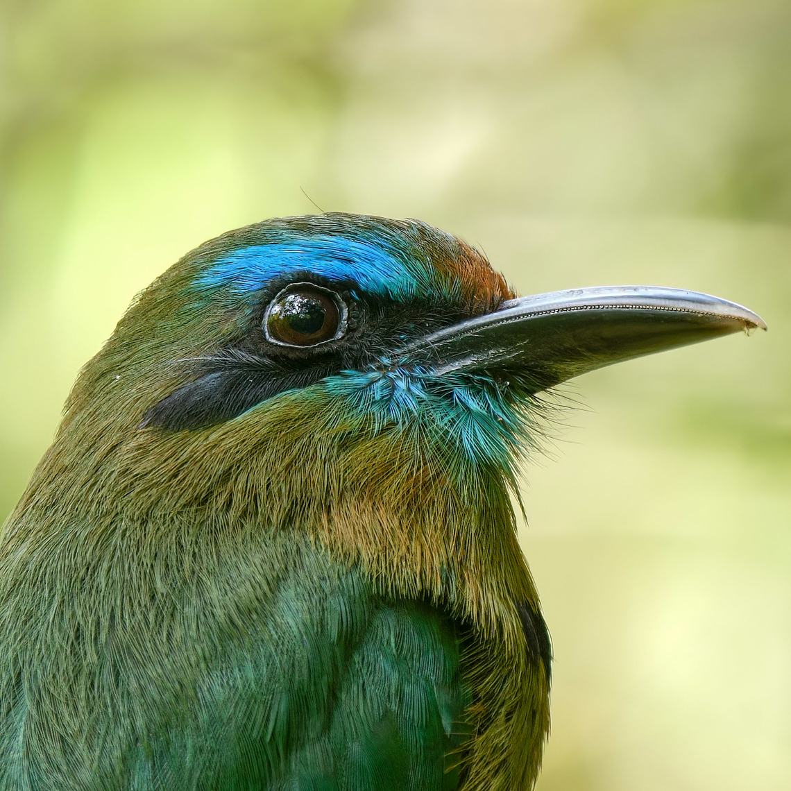 Keel-billed Motmot  Costa Rica,Electron carinatum,Geotagged,Keel-billed motmot