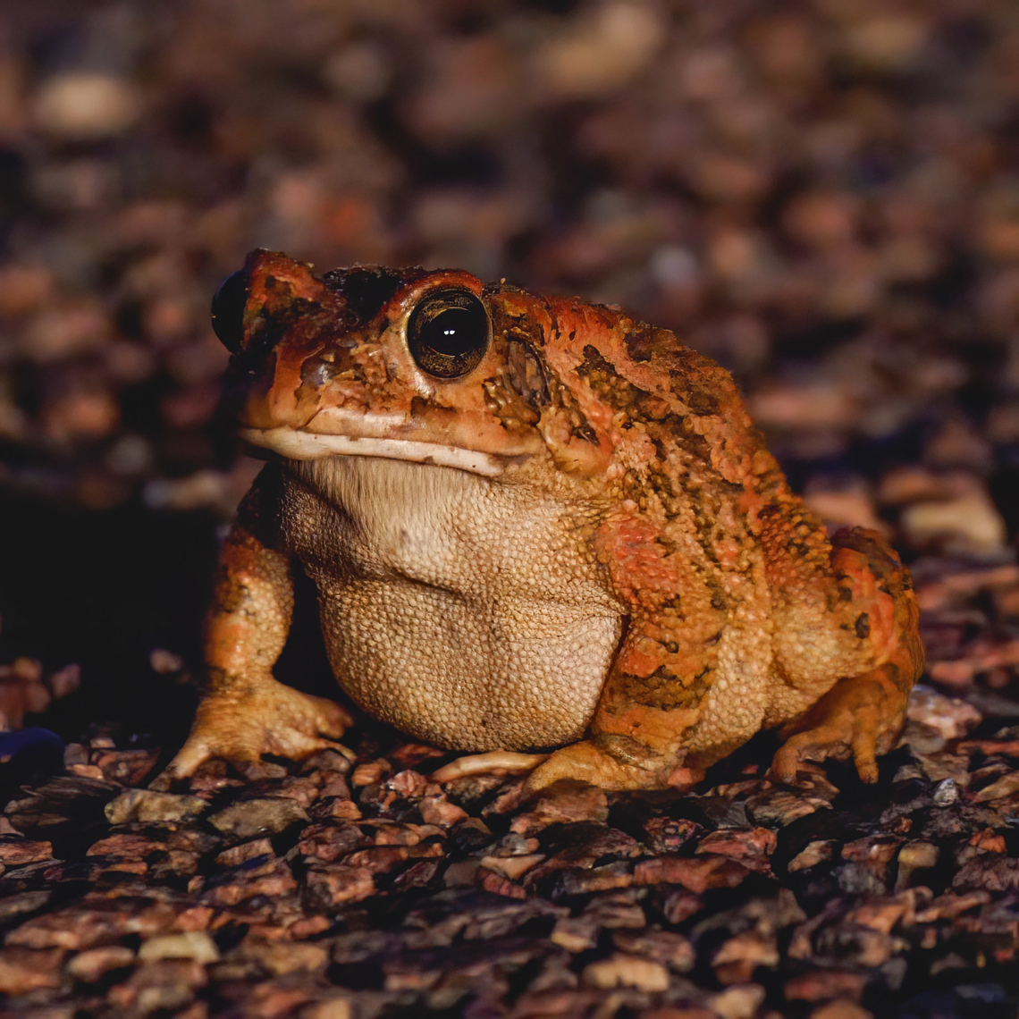 Guttural Toad  Geotagged,Guttural toad,Sclerophrys gutturalis,South Africa