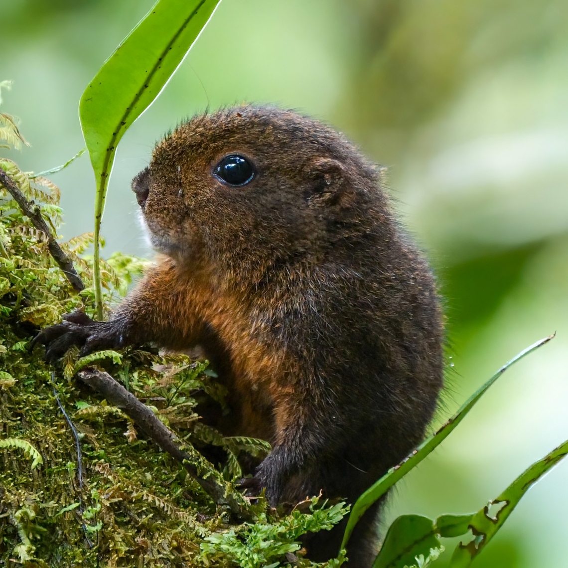 Western Dwarf Squirrel Western Dwarf Squirrel at Montezuma Rainforest Lodge, Colombia. Colombia,Geotagged,Microsciurus mimulus,Western dwarf squirrel