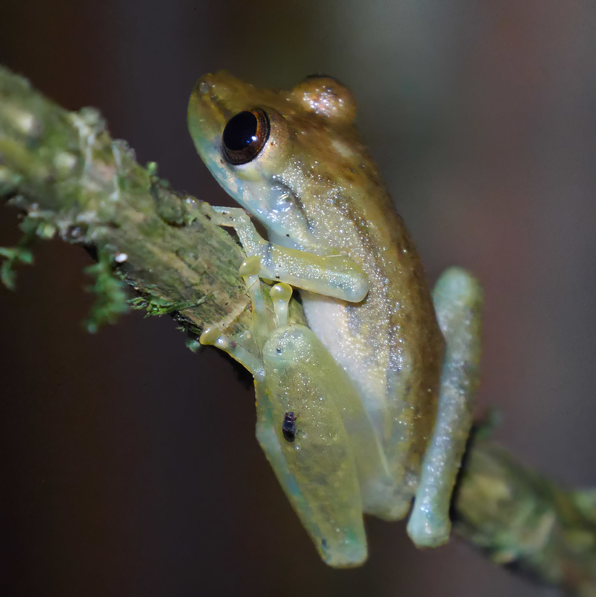 Olive Snouted Tree Frog (Scinax elaeochroa) One of the many species of frogs at Tapir Valley. These lay their eggs in ephemeral pools. Costa Rica,Geotagged,Scinax elaeochroa,Sipurio snouted treefrog