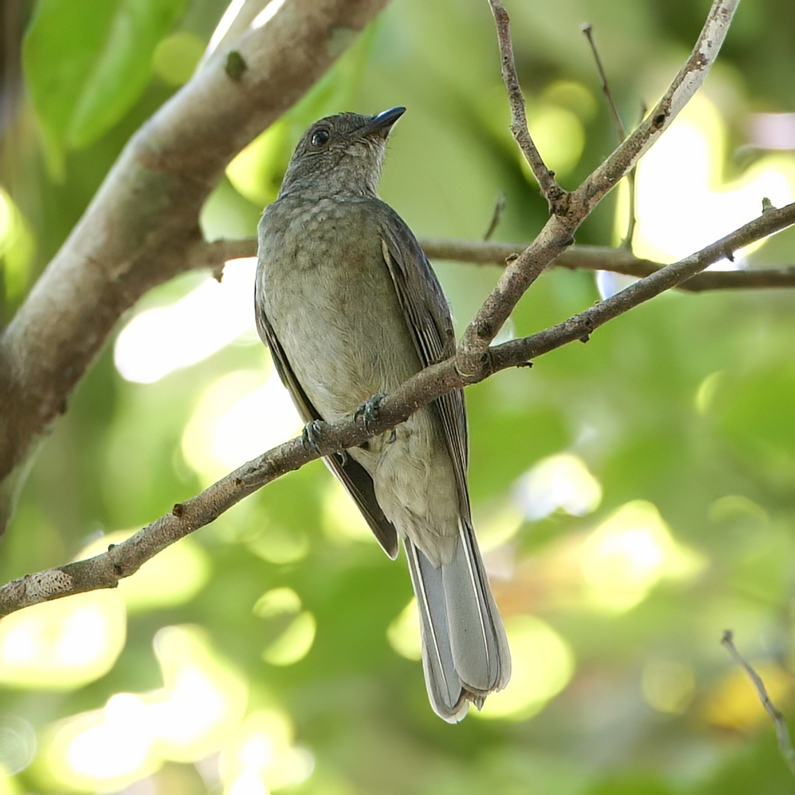 Screaming Piha The sound of the Amazon rainforest. Colombia,Geotagged,Lipaugus vociferans,Screaming piha