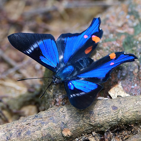 Periander Metalmark (Rhetus periander)  Colombia,Geotagged,Periander Metalmark,Rhetus periander