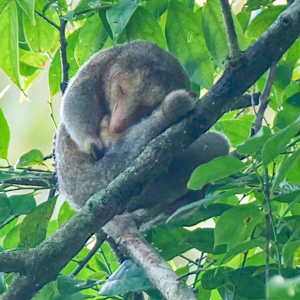 Rio Negro Silky Anteater (Cyclopes ida) This was a lucky observation, and it only briefly uncurled from its nap so that I could capture a photo of its face. Unfortunately, these amazing animals are often captured and resold for the pet market, so they&#039;re very, very rare to see in the wild. Colombia,Cyclopes didactylus,Geotagged,Silky anteater