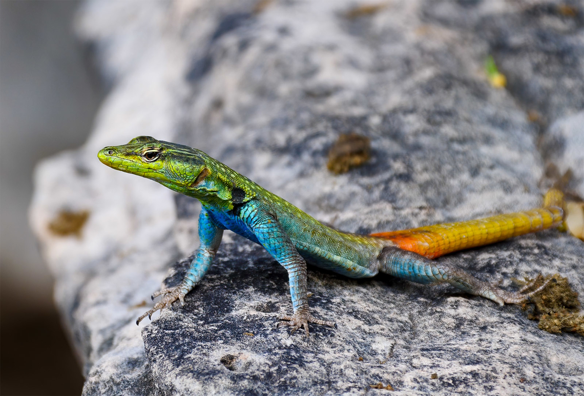 Common Flat Lizard (Platysaurus intermedius) I think this is a pretty inadequate name for such a spectacular lizard. Common flat lizard,Geotagged,Platysaurus intermedius,South Africa