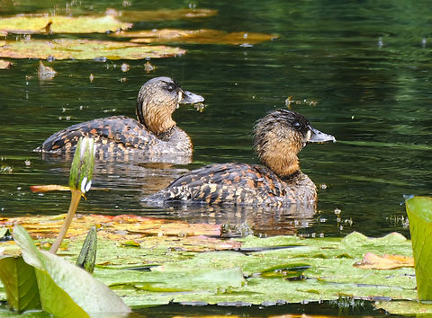 White-backed Duck (Thalassornis leuconotus)  Geotagged,South Africa,Thalassornis leuconotus,White-backed duck
