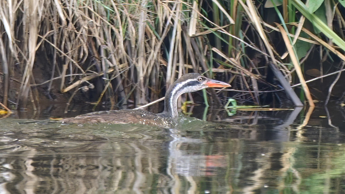 African Finfoot A distant relative of the Sungrebe. African finfoot,Geotagged,Podica senegalensis,South Africa
