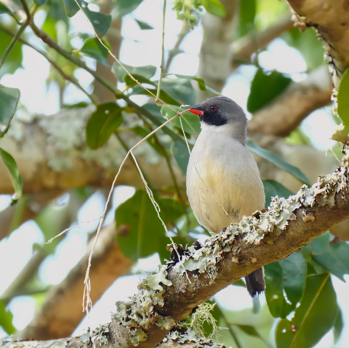 Swee Waxbill (Coccopygia melanotis) Swee Waxbill working on a nest. Coccopygia quartinia,Geotagged,South Africa,swee waxbill