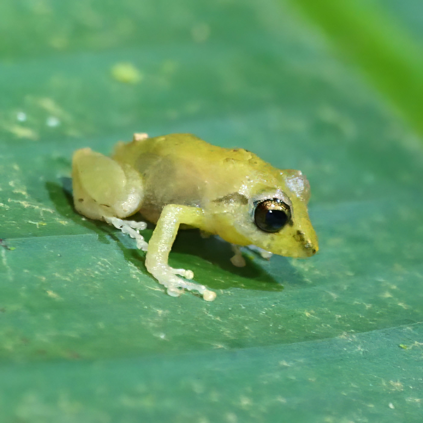 Tink Frog (Diasporus diastema) Diasporus #2! The Tink Frog. Costa Rica,Diasporus diastema,Geotagged