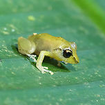 Tink Frog (Diasporus diastema) Diasporus #2! The Tink Frog. Costa Rica,Diasporus diastema,Geotagged