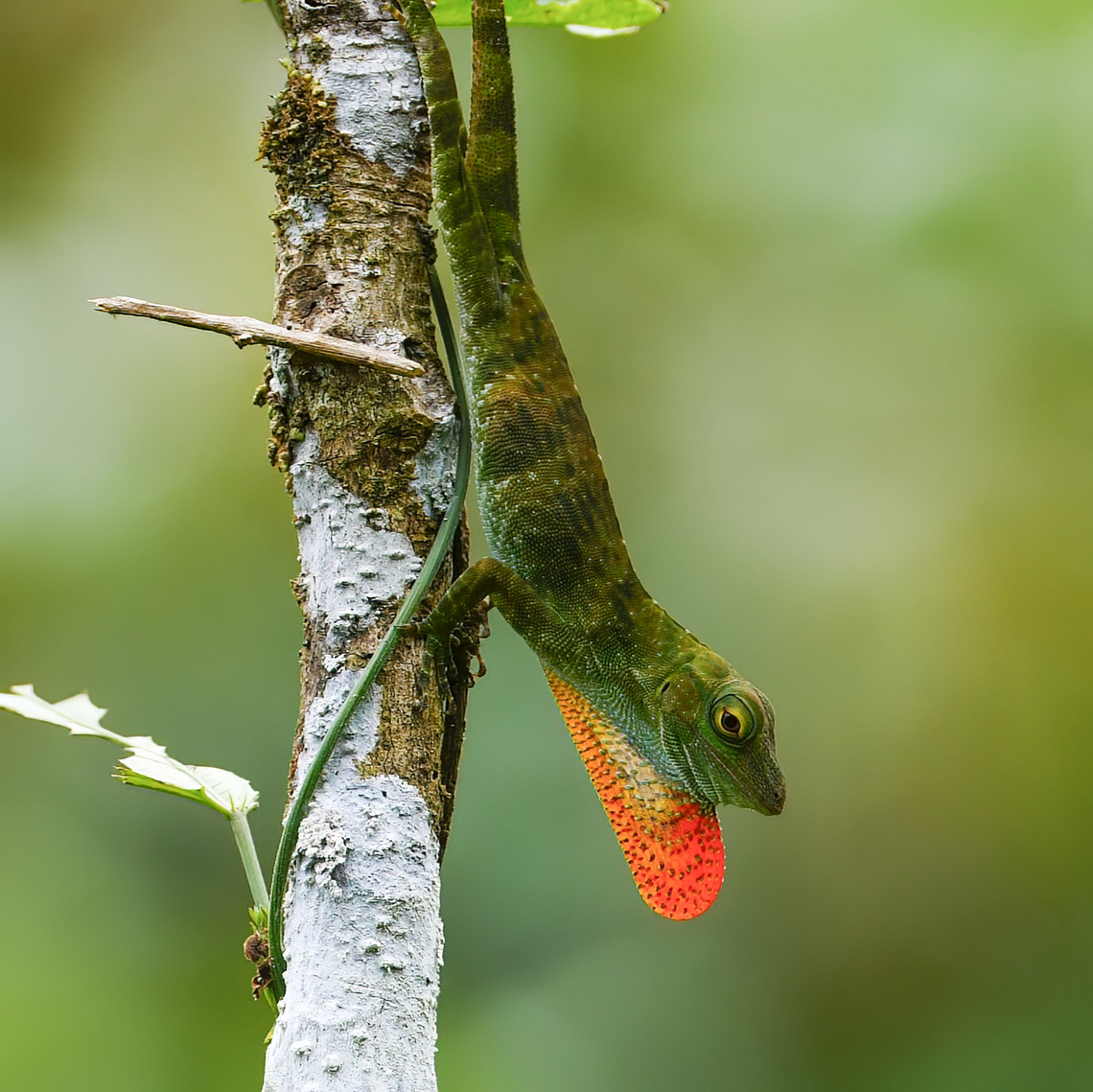 Neotropical Green Anole Neotropical Green Anole showing its dewlap. Anolis biporcatus,Costa Rica,Geotagged,Neotropical green anole