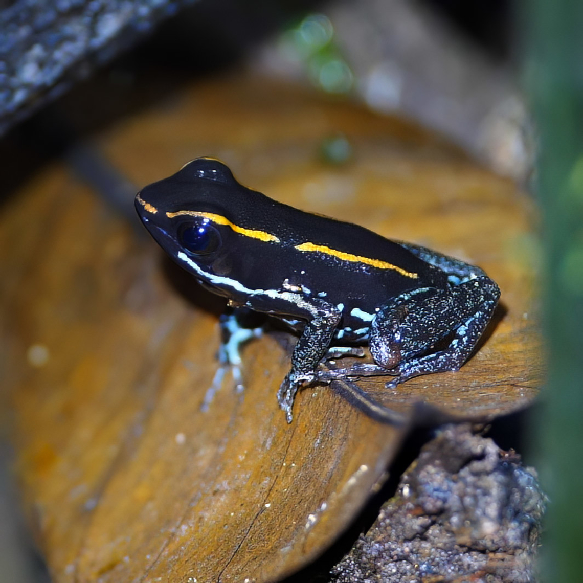 Striped Poison Dart Frog (Phyllobates lugubris) A very cool Central American frog species. Costa Rica,Geotagged,Lovely poison frog,Phyllobates lugubris