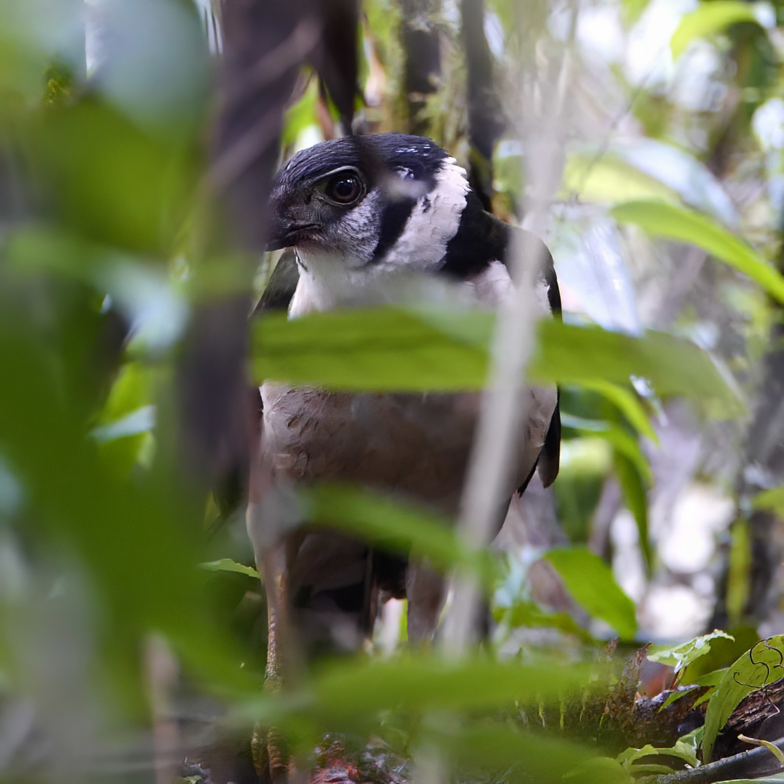 Collared Forest-Falcon (Micrastur semitorquatus) This was a real treat. I was prowling Tapir Valley when I noticed something fairly large moving around in the vegetation on the ground. Collared Forest-Falcons are kind of strange hunters, as they&#039;ll often walk along the ground looking for prey. This bird was not very happy with my presence, and it took its squirrel to heavier cover to enjoy in peace. Collared forest falcon,Costa Rica,Geotagged,Micrastur semitorquatus
